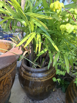 A Garden pots with plants