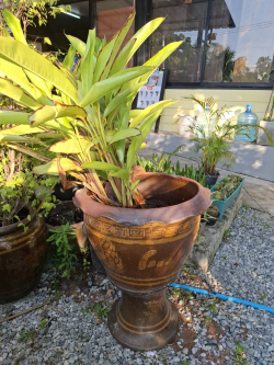 A Garden pots with plants