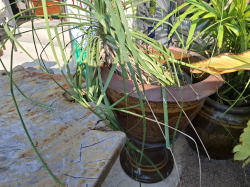 A Garden pots with plants